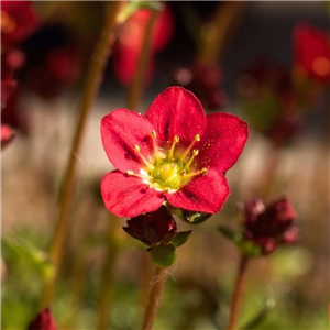 Saxifraga 'Welsh Dragon'